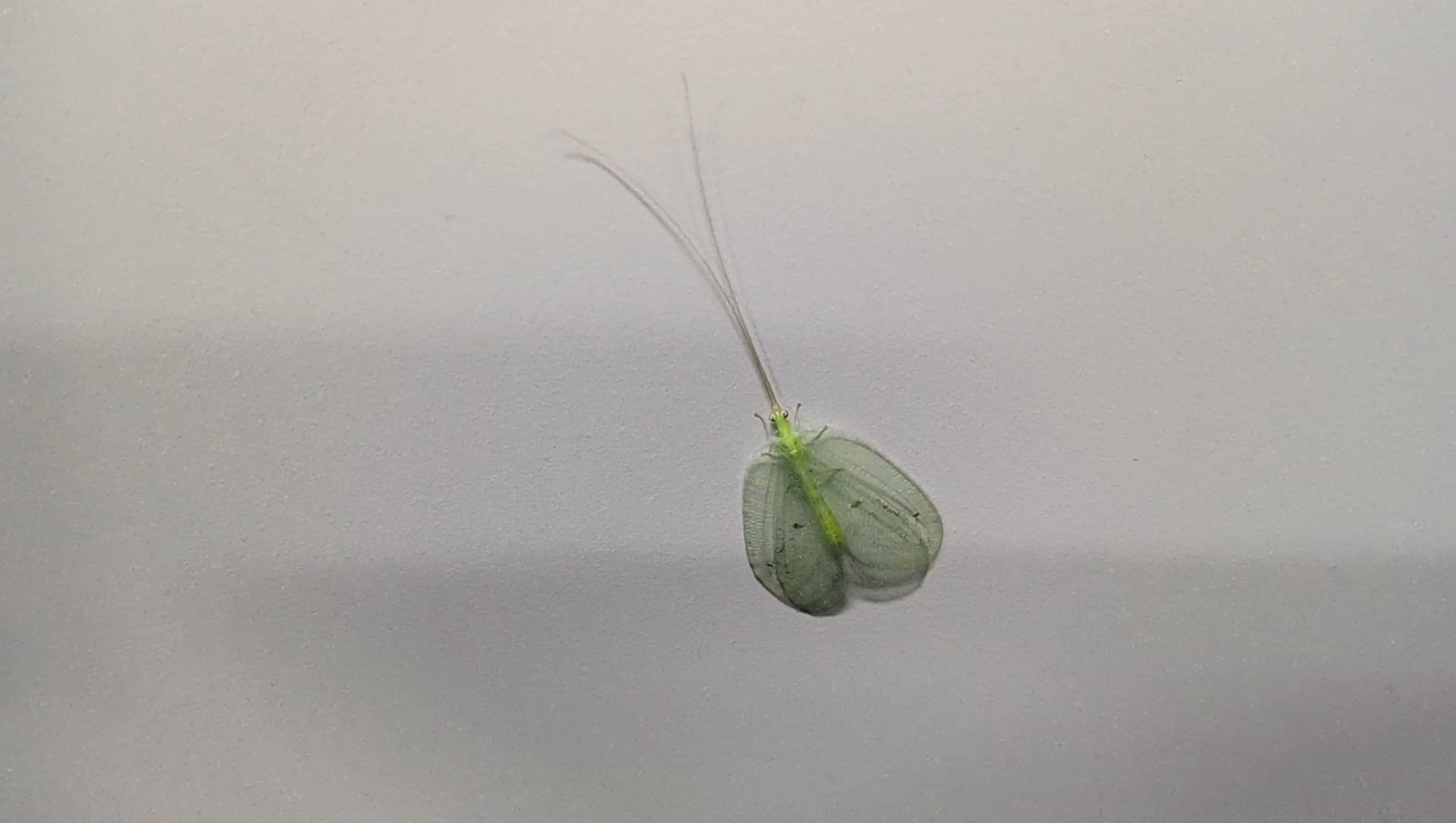 名前を知りたい虫の写真