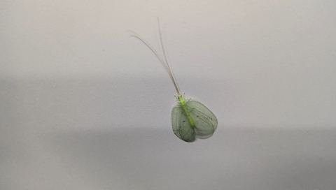 名前を知りたい虫の写真