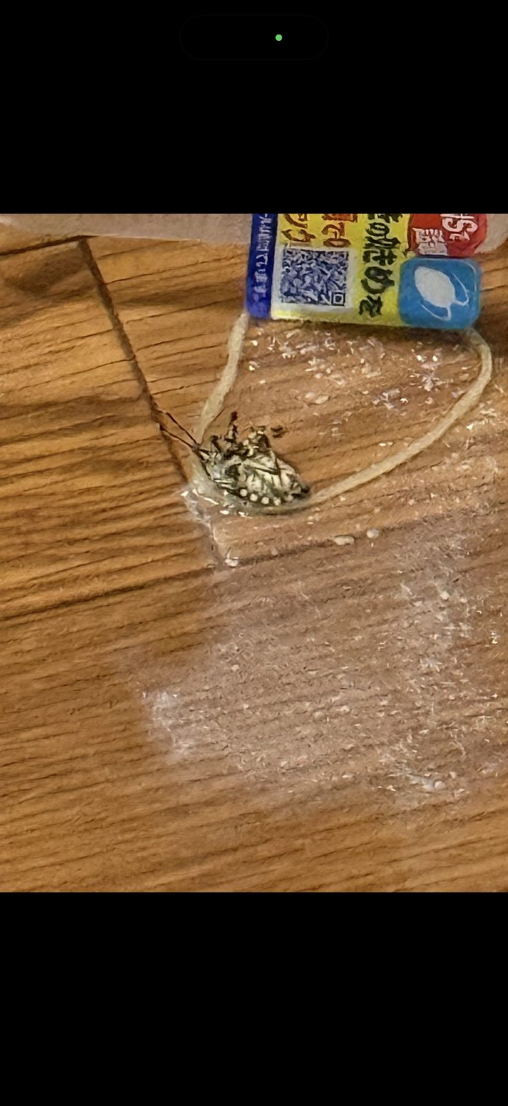 名前を知りたい虫の写真