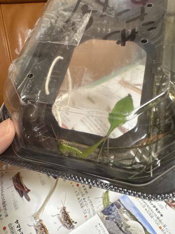 みんなが名前を聞いた虫の写真