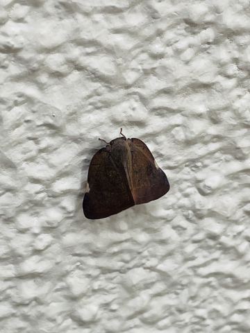 みんなが名前を聞いた虫の写真