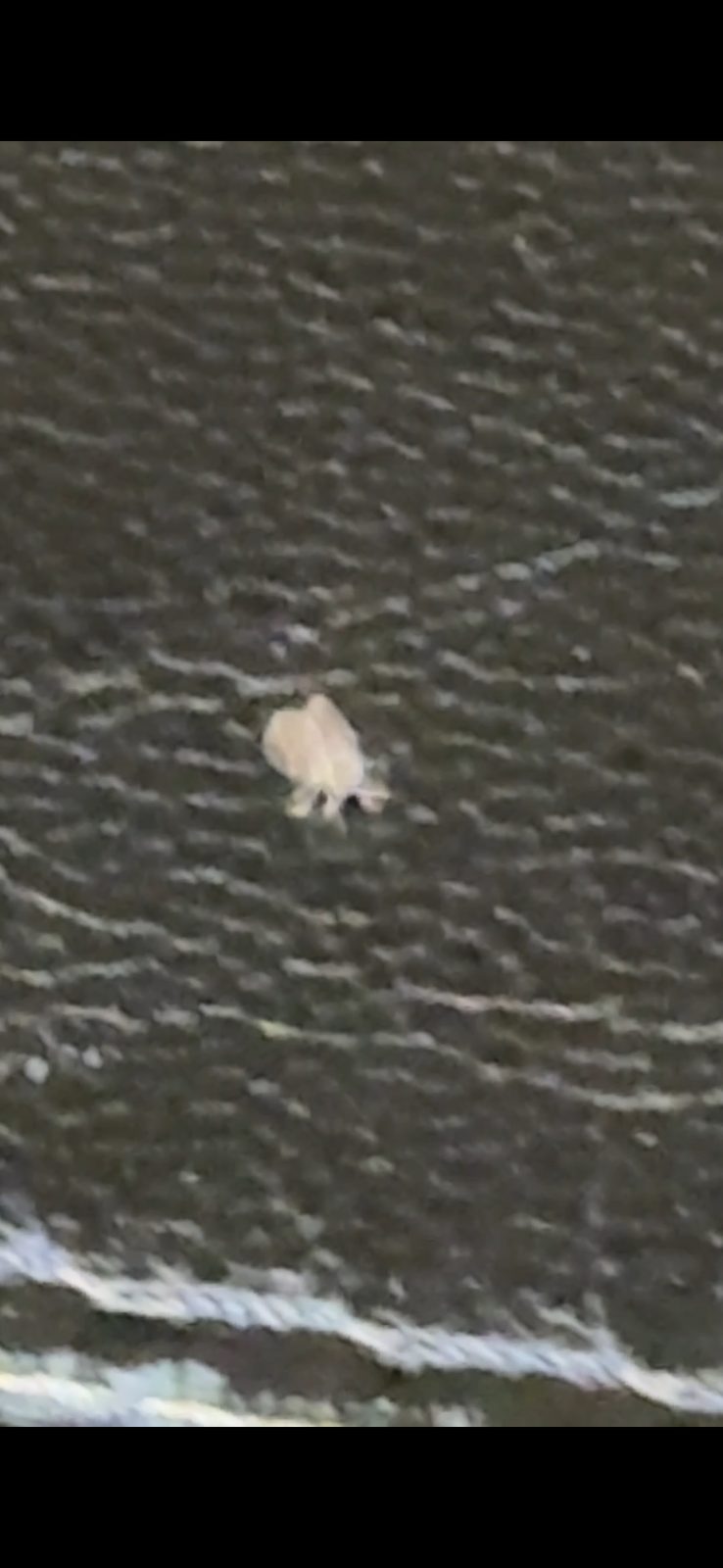 名前を知りたい虫の写真（2枚目）