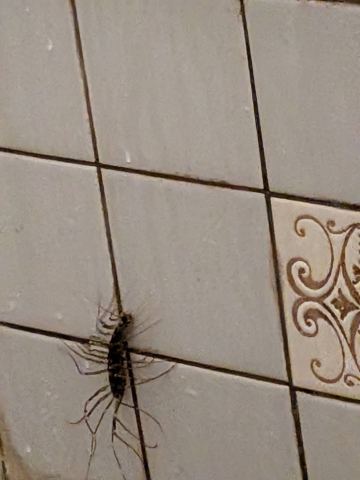 ゲジと見立てられた写真