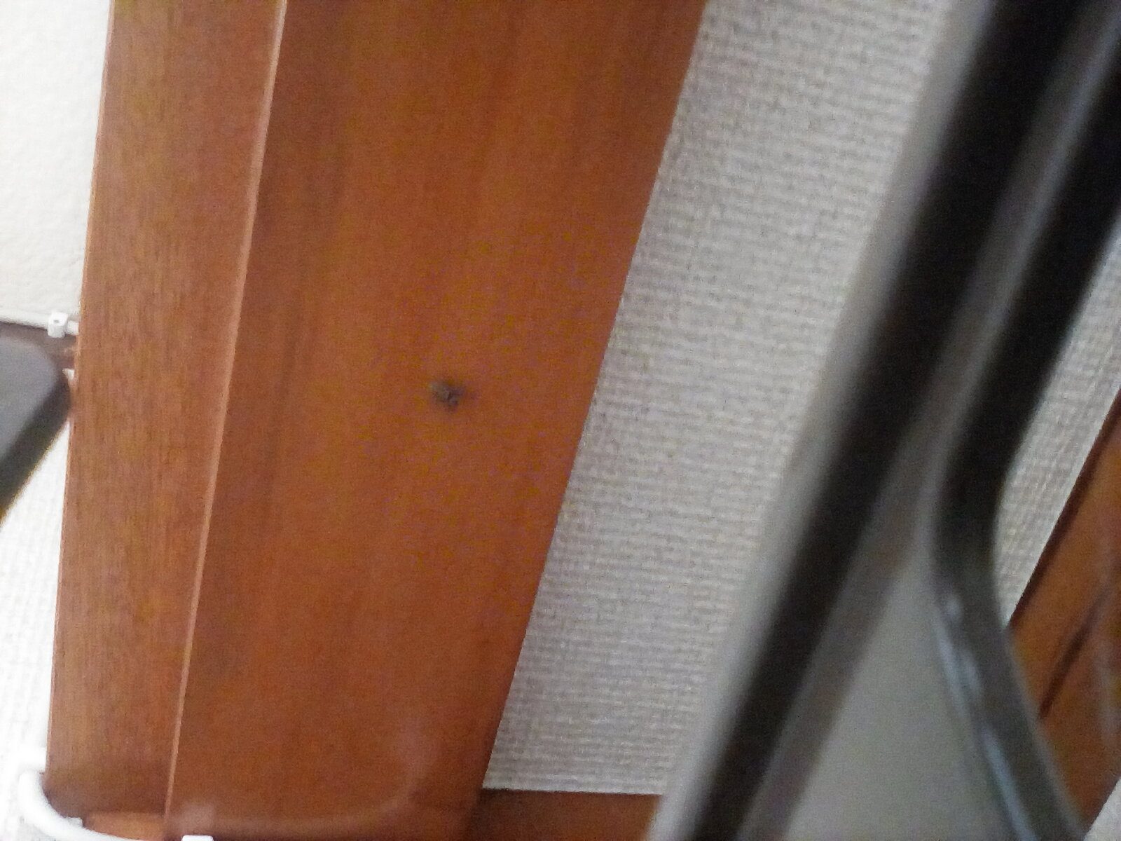 名前を知りたい虫の写真（1枚目）