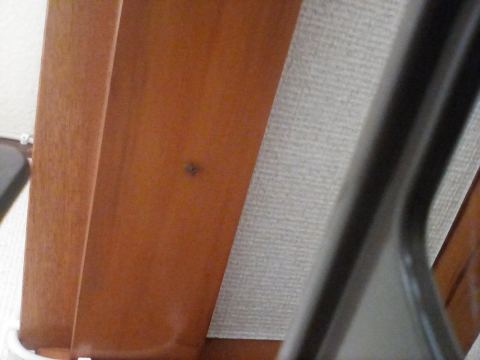 アダンソンハエトリと見立てられた写真