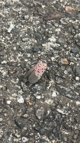 みんなが名前を聞いた虫の写真