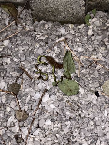 キハラゴマダラヒトリと見立てられた写真