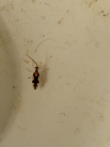 みんなが名前を聞いた虫の写真