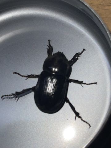 みんなが名前を聞いた虫の写真