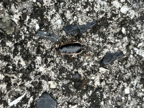 ヤマトゴキブリと見立てられた写真