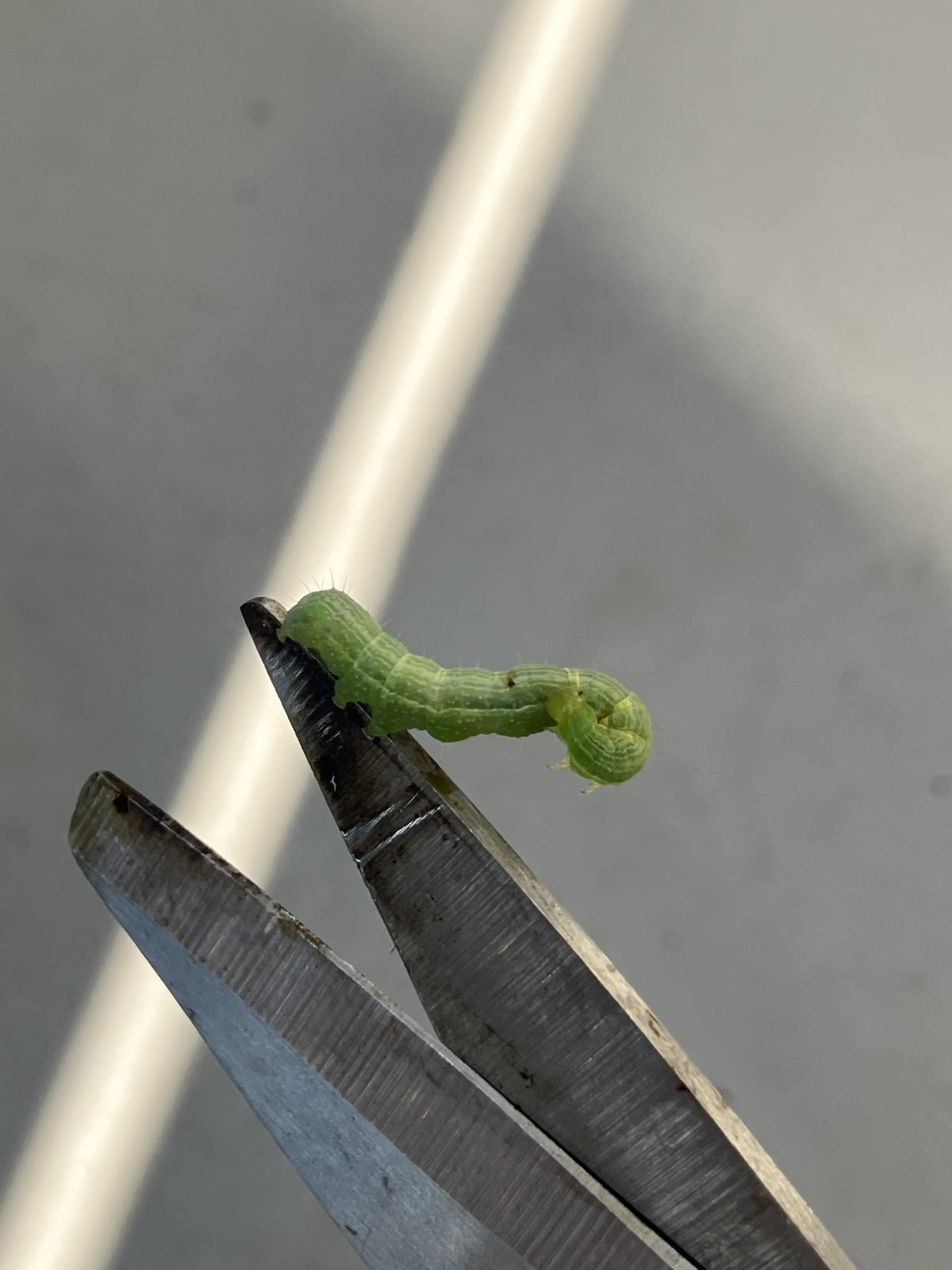 名前を知りたい虫の写真