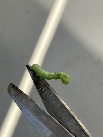 キクキンウワバと見立てられた写真