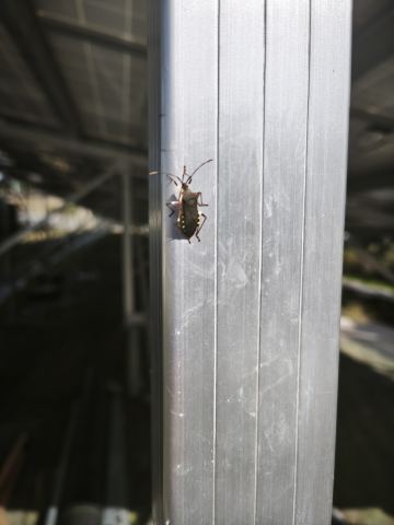 キバラヘリカメムシと見立てられた写真