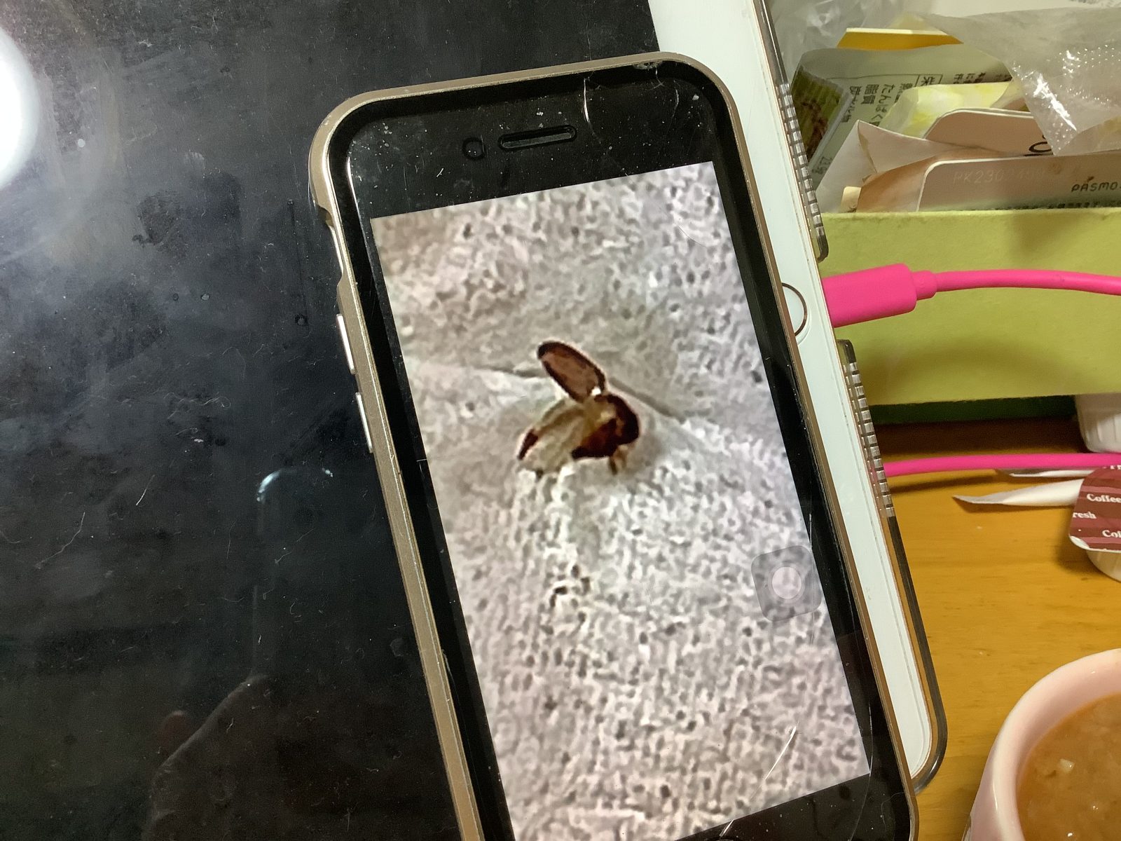 名前を知りたい虫の写真