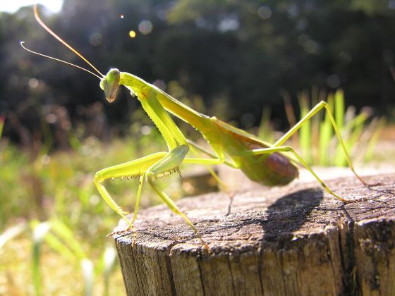 チョウセンカマキリの写真