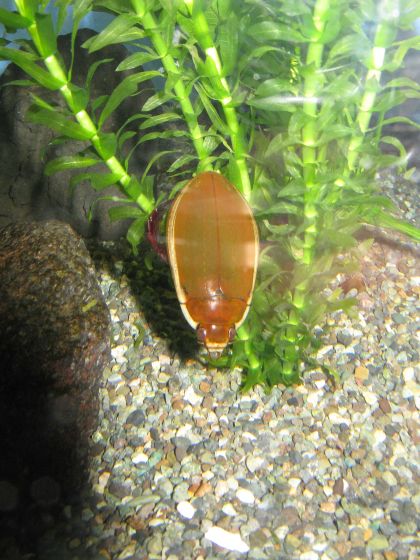 ゲンゴロウの写真