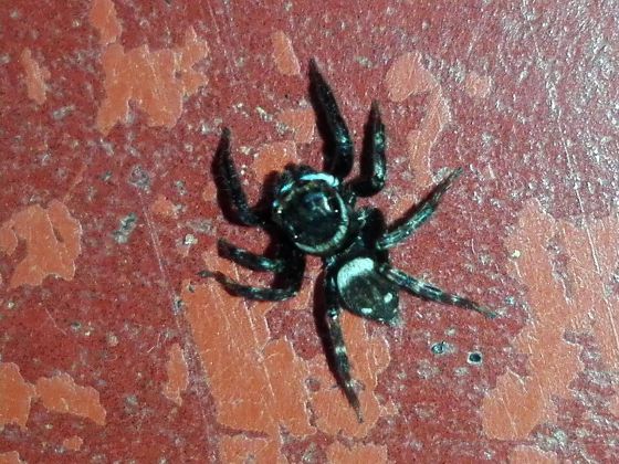 ハエトリグモの写真