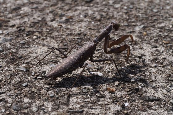 ハラビロカマキリの写真