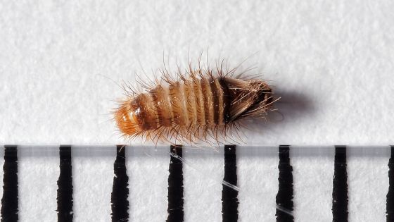 ヒメマルカツオブシムシの幼虫の写真