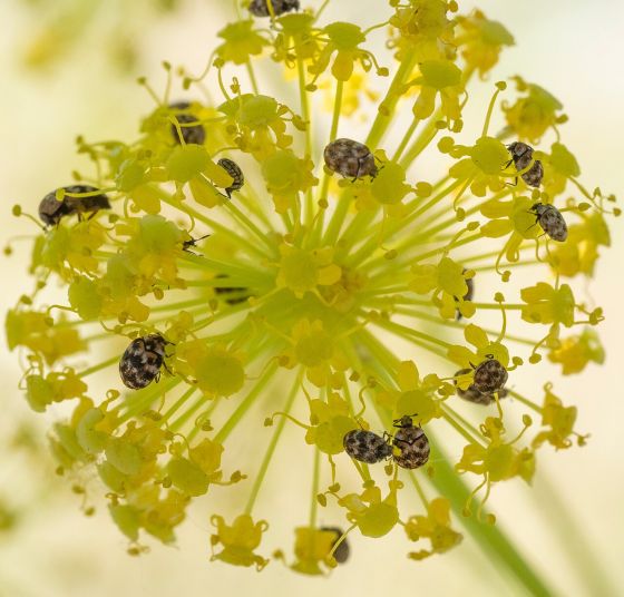 ヒメマルカツオブシムシの写真