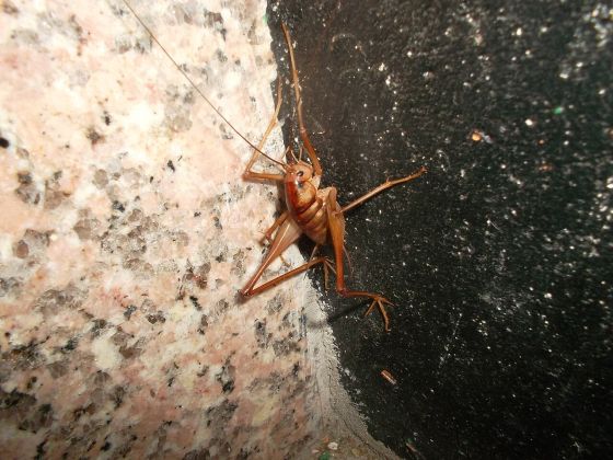 カマドウマの写真
