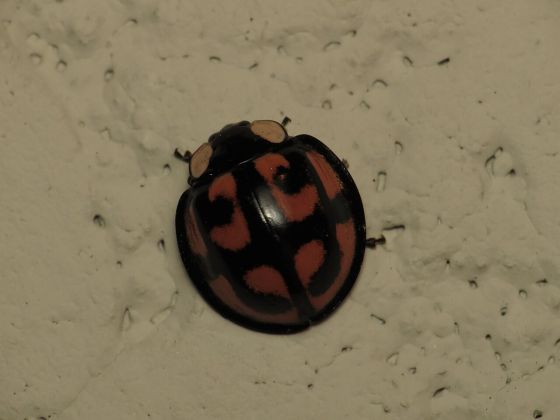 カメノコテントウの写真