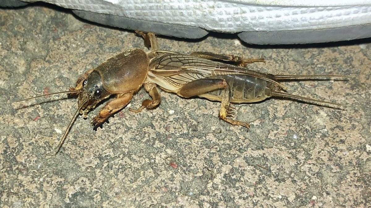 ケラの写真