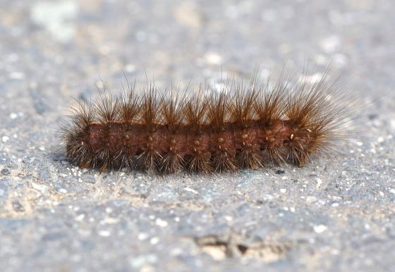 キハラゴマダラヒトリの幼虫の写真