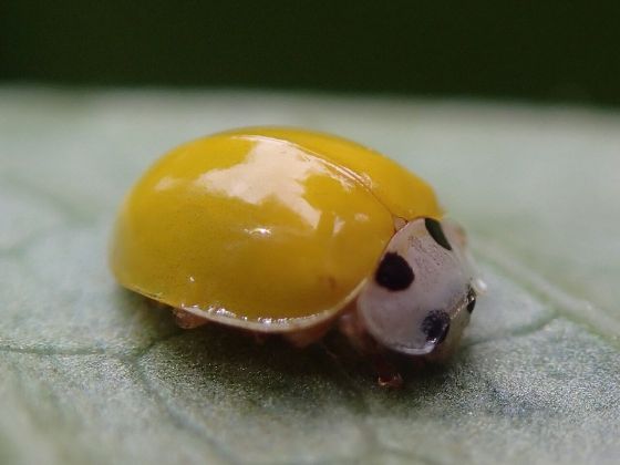 キイロテントウの写真