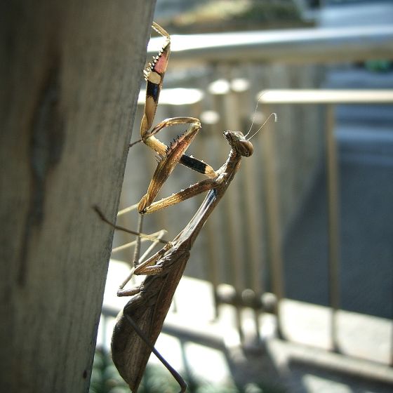 コカマキリの写真