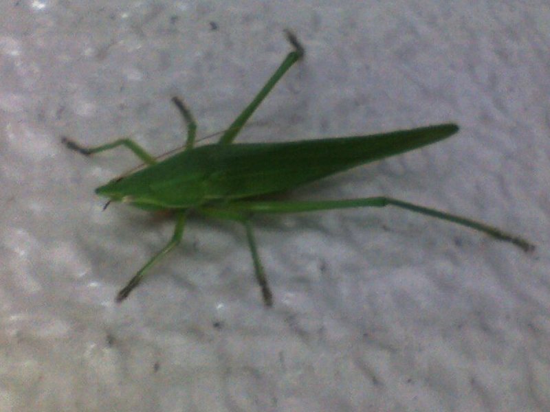 クビキリギスの写真