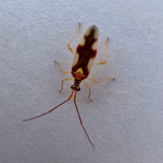 クスベニヒラタカスミカメの写真