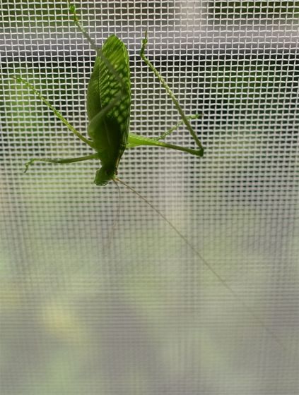 クツワムシの写真
