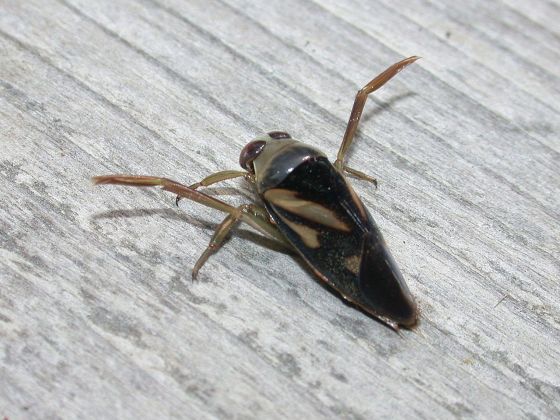 マツモムシの写真