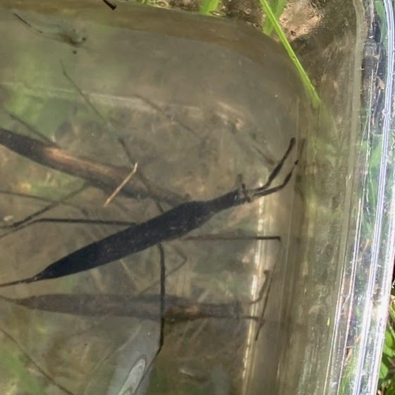 ミズカマキリの写真