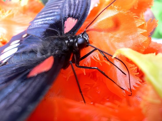 ナガサキアゲハの写真