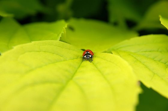 ナナホシテントウの写真