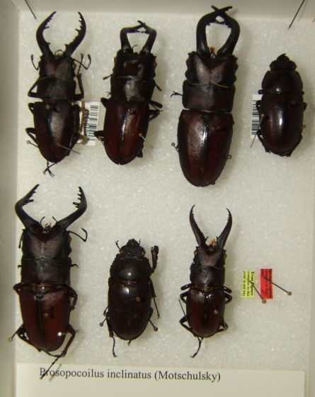 ノコギリクワガタの写真