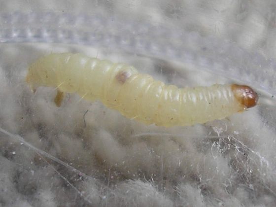 ノシメマダラメイガの幼虫の写真