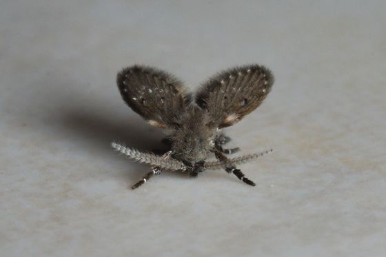 オオチョウバエの写真