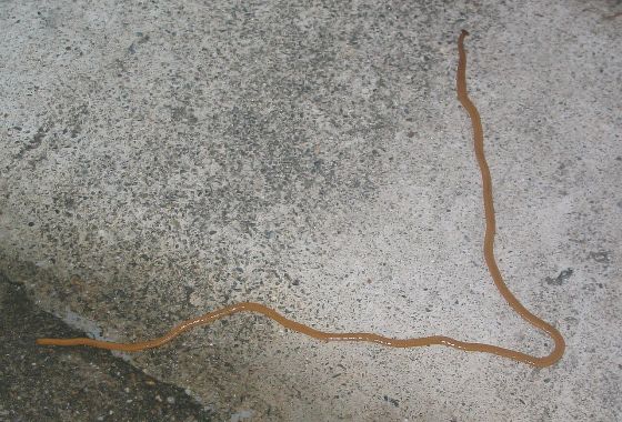 オオミスジコウガイビルの写真
