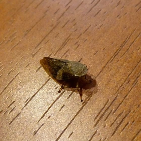 シロオビアワフキの写真