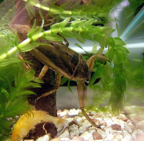 タガメの写真