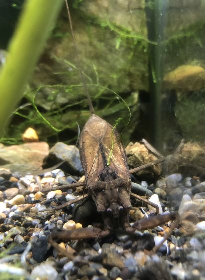 タイコウチの写真