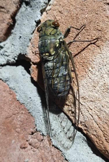 ツクツクボウシの写真